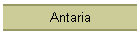 Antaria